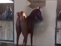 SEXY HORSE MARE